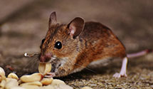 24 Hour & Emergency Exterminators in Orefield, PA